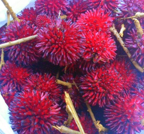 Pulasan