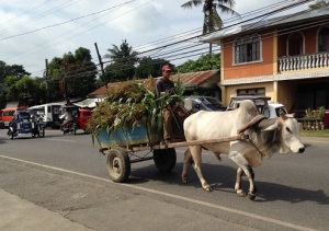 White cow as beast of burden